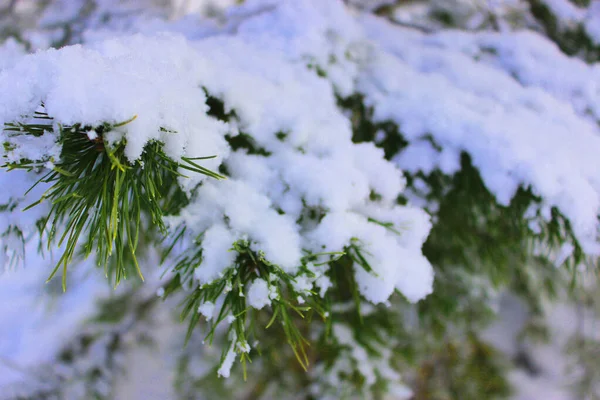 美丽的雪地冬季森林，树木被霜冻覆盖，积雪密布。大自然冬季的背景，有白雪覆盖的枝条。白色的霜冻在树上，白色的漂泊路上，冬季森林里的小径 — 图库照片