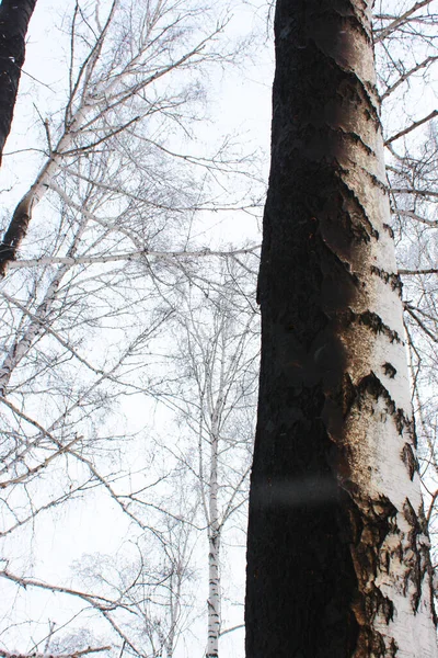 Some burnt trees, white birches in the forest after the fire that devastated it. Dead forest in winter