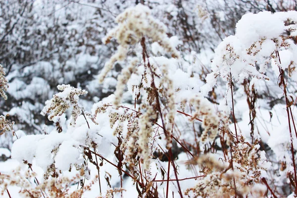 Grama seca sob a neve. Bela floresta de inverno nevado com árvores cobertas de geada e neve perto. Natureza fundo de inverno com ramos cobertos de neve. geada branca em árvores, derivas brancas Estrada — Fotografia de Stock