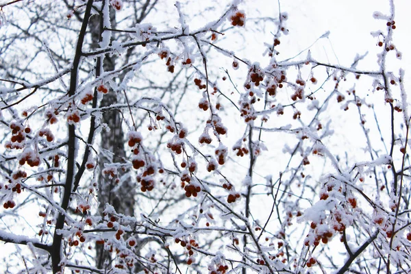 Bagas vermelhas congeladas de Rowan. Bela floresta de inverno nevado com árvores cobertas de geada e neve perto. Natureza fundo de inverno com ramos cobertos de neve. geada branca em árvores, derivas brancas Estrada — Fotografia de Stock