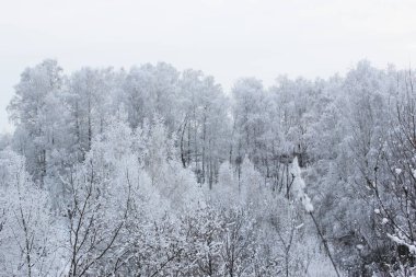 Güzel karlı kış ormanı, karla kaplı ağaçlarla ve karla kaplı. Karla kaplı dalları olan doğanın kış arkaplanı. Ağaçlardaki beyaz don, beyaz kaymalar yol, kış ormanlarındaki patika