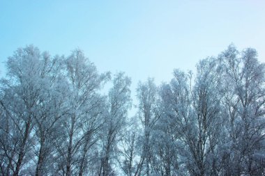 Güzel karlı kış ormanı, karla kaplı ağaçlarla ve karla kaplı. Karla kaplı dalları olan doğanın kış arkaplanı. Ağaçlardaki beyaz don, beyaz kaymalar yol, kış ormanlarındaki patika