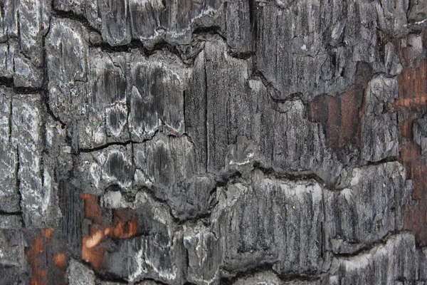Szorstkie spalone tekstury drewna dla Twojego projektu. Czarne i spalone drewniane głowy zamykają las czarnymi pniami. Błąd człowieka może spowodować niebezpieczny pożar, katastrofę ekologiczną, katastrofę ekologiczną. — Zdjęcie stockowe