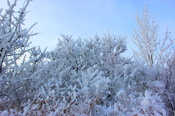 Bela floresta de inverno nevado com árvores cobertas de geada e neve perto. Natureza fundo de inverno com ramos cobertos de neve. geada branca em árvores, derivas brancas Estrada, trilha na floresta de inverno — Fotografia de Stock