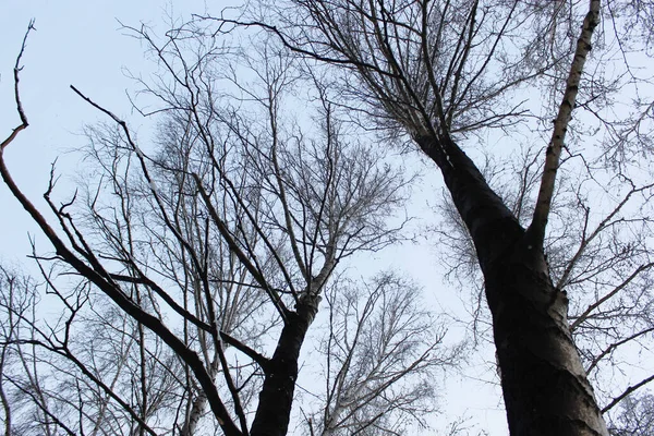 Niektóre spalone drzewa, białe brzozy w lesie po pożarze, który je zniszczył. Martwy las zimą — Zdjęcie stockowe