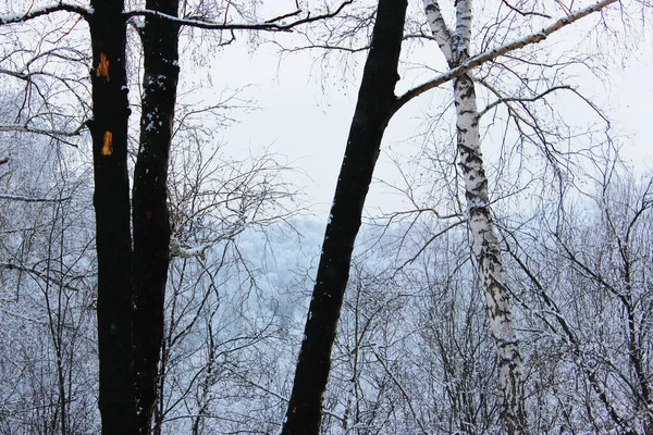 火事で荒廃した後に森の中で焼かれた木や白い鳥がいました。冬の枯れ木 — ストック写真