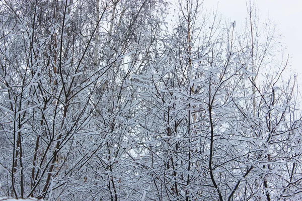 Bela floresta de inverno nevado com árvores cobertas de geada e neve perto. Natureza fundo de inverno com ramos cobertos de neve. geada branca em árvores, derivas brancas Estrada, trilha na floresta de inverno — Fotografia de Stock