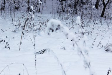 Güzel karlı kış ormanı, karla kaplı ağaçlarla ve karla kaplı. Karla kaplı dalları olan doğanın kış arkaplanı. Ağaçlardaki beyaz don, beyaz kaymalar yol, kış ormanlarındaki patika