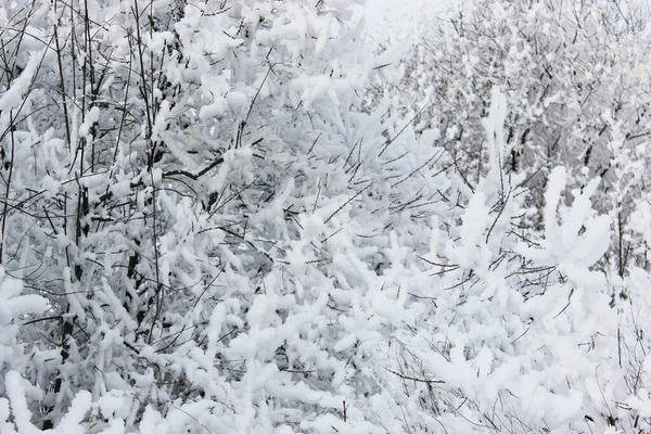 Прекрасний сніговий зимовий ліс з деревами, покритими морозами і снігом крупним планом. Природа зимового фону з засніженими гілками. білі морози на деревах, білі дрейфи Дорога, стежка в зимовому лісі — стокове фото