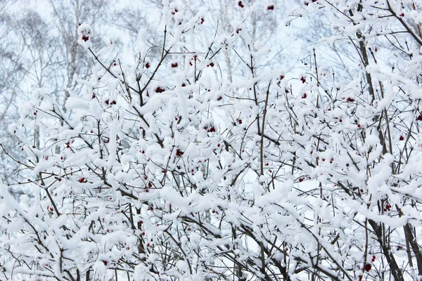 Krásný zasněžený zimní les se stromy pokryté mrazem a sněhem zblízka. Přírodní zimní zázemí se zasněženými větvemi. bílá jinovatka na stromech, bílé závěje Silnice, stezka v zimním lese — Stock fotografie