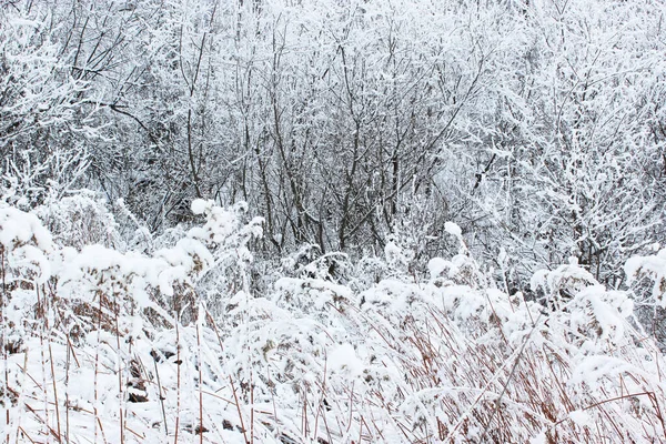 Suchá tráva pod sněhem. Krásný zasněžený zimní les se stromy pokryté mrazem a sněhem zblízka. Přírodní zimní zázemí se zasněženými větvemi. bílá jinovatka na stromech, bílé závěje — Stock fotografie