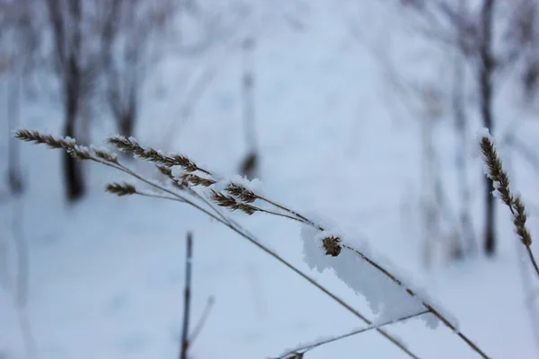 Grama seca sob a neve. Bela floresta de inverno nevado com árvores cobertas de geada e neve perto. Natureza fundo de inverno com ramos cobertos de neve. geada branca em árvores, derivas brancas Estrada — Fotografia de Stock