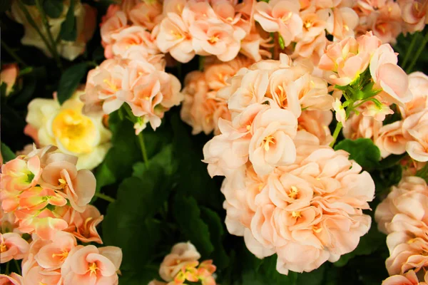 Çiçek saksılarında çok renkli pelargonyum. Çiçek fuarı merkezindeki bir çiçekçi dükkanında çok renkli sardunyalar ve toptancı konsepti. Bir çok farklı kaktüs saksıda