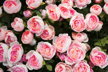 Çiçek saksılarında çok renkli pelargonyum. Çiçek fuarı merkezindeki bir çiçekçi dükkanında çok renkli sardunyalar ve toptancı konsepti. Bir çok farklı kaktüs saksıda