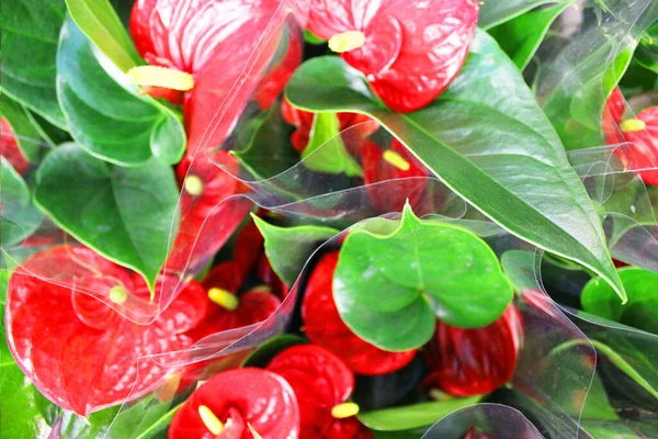 Bela flor vermelha Calla em vasos de flores. Gerânios envasados multicoloridos em uma loja de flores em um show Garden center e conceito de fornecedor por atacado. Muitos cactos diferentes em vasos de flores na loja no — Fotografia de Stock