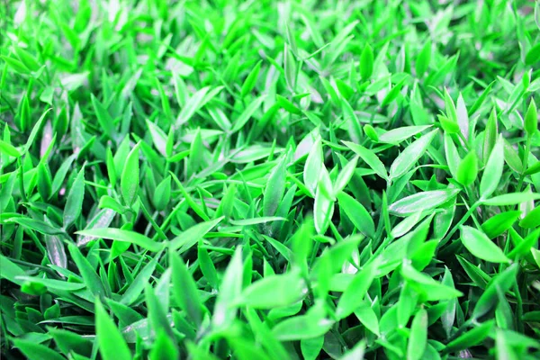 Close up vista de esmeralda plantas verdes divertidas. Planta verde profunda. Decoração de estilo escandinavo Planta Folha verde. Fiddle Folha figueira. arbusto sempre verde com verde e amarelo elíptico ou elíptico ovóide — Fotografia de Stock