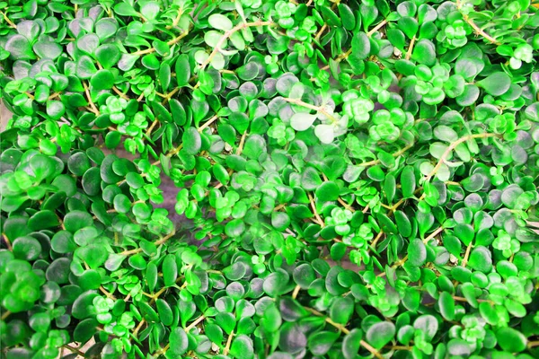 Close up vista de esmeralda plantas verdes divertidas. Planta verde profunda. Decoração de estilo escandinavo Planta Folha verde. Fiddle Folha figueira. arbusto sempre verde com verde e amarelo elíptico ou elíptico ovóide — Fotografia de Stock