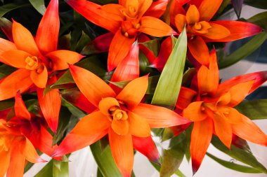 Saksıdaki güzel Lily çiçeği. Çiçek fuarı merkezindeki bir çiçekçi dükkanında çok renkli sardunyalar ve toptancı konsepti. Çiçekçide saksıda çok farklı kaktüsler var.