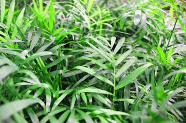 Zümrüt yeşili bitkilerin yakın görüntüsü. Koyu yeşil bitki. İskandinav tarzı dekorasyon. Yeşil yaprak dikin. Keman Yaprağı İncir Ağacı. yeşil ve sarı eliptik ya da eliptik ovoid çalılar