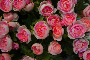Çiçek saksılarında çok renkli pelargonyum. Çiçek fuarı merkezindeki bir çiçekçi dükkanında çok renkli sardunyalar ve toptancı konsepti. Bir çok farklı kaktüs saksıda