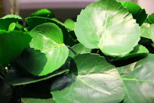 Close up vista de esmeralda plantas verdes divertidas. Planta verde profunda. Decoração de estilo escandinavo Planta Folha verde. Fiddle Folha figueira. arbusto sempre verde com verde e amarelo elíptico ou elíptico ovóide — Fotografia de Stock