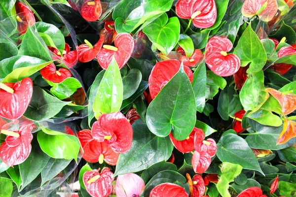Bunga Calla merah yang indah dalam pot bunga. Beberapa berwarna geranium pot di sebuah toko bunga di pusat acara Garden dan konsep pemasok grosir. Banyak kaktus yang berbeda dalam pot bunga di toko di — Stok Foto