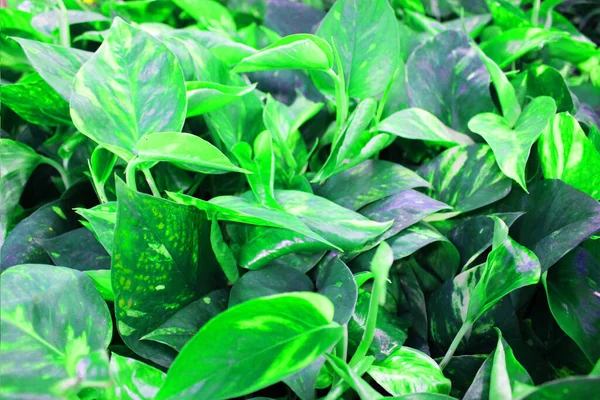Γκρο πλαν άποψη του σμαράγδι διασκέδαση πράσινα φυτά. Βαθύ πράσινο φυτό. Σκανδιναβικό στυλ διακόσμηση Φυτό Πράσινο φύλλο. Συκιά από φύλλα φιδιού. αειθαλής θάμνος με πράσινο και κίτρινο ελλειπτικό ή ελλειπτικό ωοειδές — Φωτογραφία Αρχείου