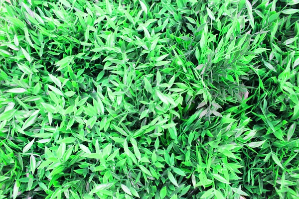 Zavřít pohled na smaragdové zábavné zelené rostliny. Tmavě zelená rostlina. Skandinávský styl dekor Rostlinná zelená listí. Fíkovník Fiddle Leaf. stálezelený keř se zeleným a žlutým eliptickým nebo eliptickým vejcovodem — Stock fotografie
