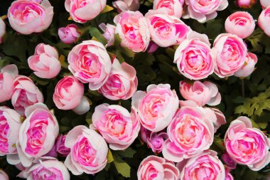 Çiçek saksılarında çok renkli pelargonyum. Çiçek fuarı merkezindeki bir çiçekçi dükkanında çok renkli sardunyalar ve toptancı konsepti. Bir çok farklı kaktüs saksıda