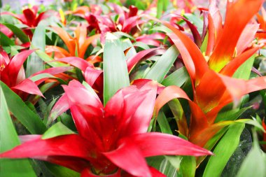 Saksıdaki güzel Lily çiçeği. Çiçek fuarı merkezindeki bir çiçekçi dükkanında çok renkli sardunyalar ve toptancı konsepti. Çiçekçide saksıda çok farklı kaktüsler var.