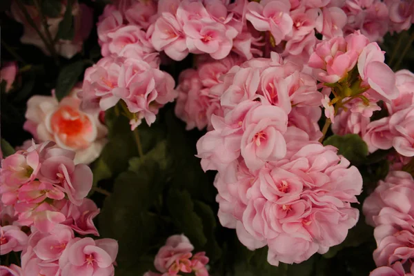 Çiçek saksılarında çok renkli pelargonyum. Çiçek fuarı merkezindeki bir çiçekçi dükkanında çok renkli sardunyalar ve toptancı konsepti. Bir çok farklı kaktüs saksıda