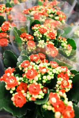 Çiçek saksılarında çok renkli pelargonyum. Çiçek fuarı merkezindeki bir çiçekçi dükkanında çok renkli sardunyalar ve toptancı konsepti. Bir çok farklı kaktüs saksıda