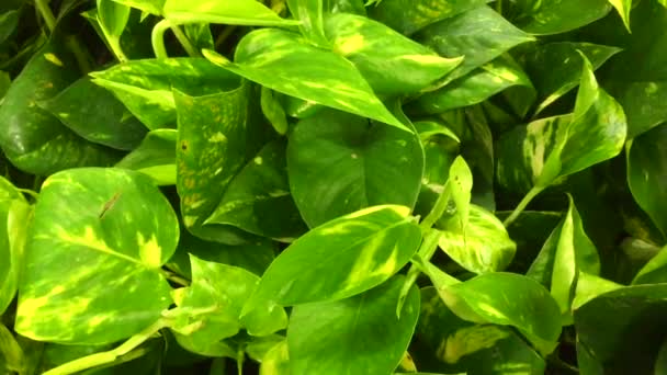 Γκρο πλαν άποψη του σμαράγδι διασκέδαση πράσινα φυτά. Βαθύ πράσινο φυτό. Σκανδιναβικό στυλ διακόσμηση Φυτό Πράσινο φύλλο. Συκιά από φύλλα φιδιού. αειθαλής θάμνος με πράσινο και κίτρινο ελλειπτικό ή ελλειπτικό ωοειδές — Αρχείο Βίντεο