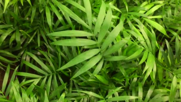 Γκρο πλαν άποψη του σμαράγδι διασκέδαση πράσινα φυτά. Βαθύ πράσινο φυτό. Σκανδιναβικό στυλ διακόσμηση Φυτό Πράσινο φύλλο. Συκιά από φύλλα φιδιού. αειθαλής θάμνος με πράσινο και κίτρινο ελλειπτικό ή ελλειπτικό ωοειδές — Αρχείο Βίντεο
