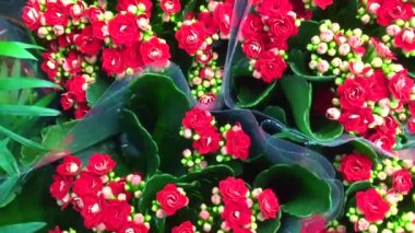 Çiçek saksılarında çok renkli pelargonyum. Çiçek fuarı merkezindeki bir çiçekçi dükkanında çok renkli sardunyalar ve toptancı konsepti. Bir çok farklı kaktüs saksıda