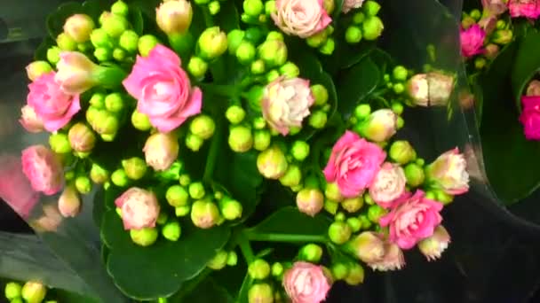 花のポットで美しい多色のペラルゴニウム。フラワーショーガーデンセンターと卸売業者のコンセプトで花の店で多色の鉢植えのゼラニウム。花器の中の多くの異なるサボテン — ストック動画