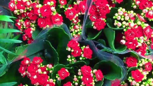 Krásné mnohobarevné pelargonium v květináčích. Multicolored potted geraniums at a flower shop at a flower show Garden center and wholesale supplier concept. Mnoho různých kaktusů v květináčích v — Stock video