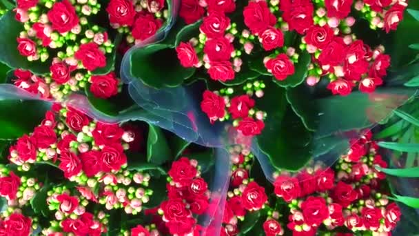 Beautiful multi-colored pelargonium in flower pots. Multicolored potted geraniums at a flower shop at a flower show Garden center and wholesale supplier concept. Many different cacti in flower pots in — Stock Video