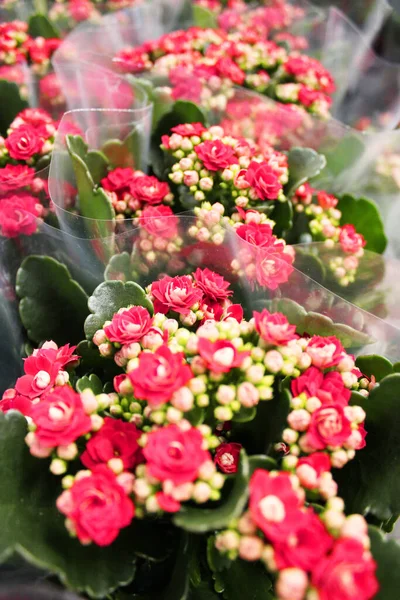 Bellissimo pelargonio multicolore in vasi di fiori. Gerani in vaso multicolore in un negozio di fiori in una fiera di fiori Garden center e concetto di fornitore all'ingrosso. Tanti cactus diversi in vasi di fiori in — Foto Stock