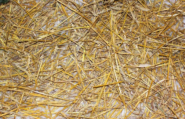 Ένας μεγάλος σωρός από παλιά κίτρινα άχυρα στο έδαφος. Γραμμές Hay. Απρόσκοπτη υφή σανό, άχυρο. Φόντο Hay. Άχυρο σωρό απομονώνονται σε λευκό φόντο, προβολή — Φωτογραφία Αρχείου