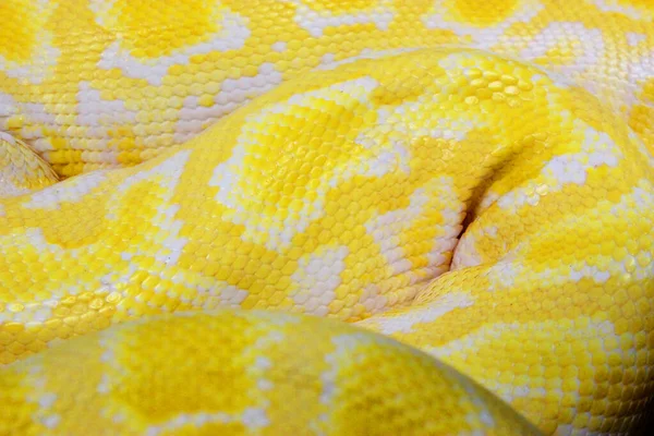 Brown snake skin, animal print fabric texture background. Close up view of Python Ball body, snake skin texture pattern for background. Selective focus. Abstract background Python ball and copy space — Stock Photo, Image