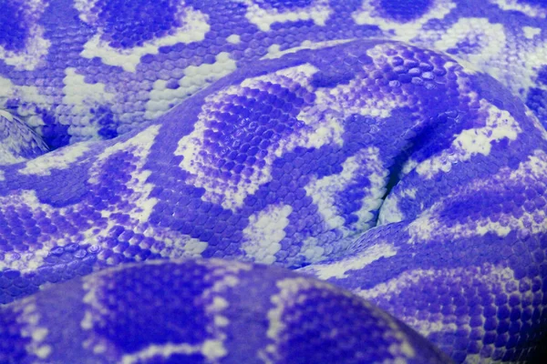 Brun orm hud, djurtryck tyg textur bakgrund. Närbild bild av Python Ball kropp, orm hud struktur mönster för bakgrund. Selektivt fokus. Abstrakt bakgrund Python boll och kopiera utrymme — Stockfoto