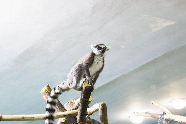 Bir grup halka, Lemur Catta 'yı ağaçta uyurken izledi. Gözleri kapalı bir grup şirin, uykucu lemurlar. Yüzük şekilli lemurlar. Ağaçların tepesindeki şirin lemurlar aşağıya bakıyor. Yüzük şeklinde bir aile.