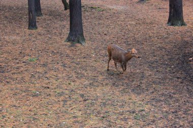 Genç bir Sika geyiği ağaçların yanında yürüyor, çimleri çiğniyor ve doğrudan sana bakıyor. Geyikler tundralardan yağmur ormanlarına kadar çok çeşitli biyomelerde yaşarlar. Geyikler sık sık ormanlarla ilişkilendirilse de