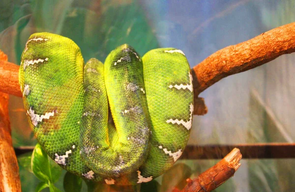 green snake skin, animal print fabric texture background. Close up view of Python Ball body, snake skin texture pattern for background. Selective focus. Abstract background Python ball and copy space