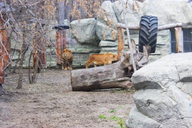 Yedekteki genç erkek aslan. Aslan portresi. Bir çift aslan sevişiyor. Fotoğrafta çok güzel bir aslan görüyoruz ve çok tehlikeli. Kayadaki etkileyici erkek aslanın yakın plan portresi.