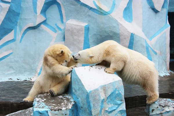 Bear love. Two young polar bears play on ice at the zoo. Two polar polar bears look out of the snow hole. Stock Photo