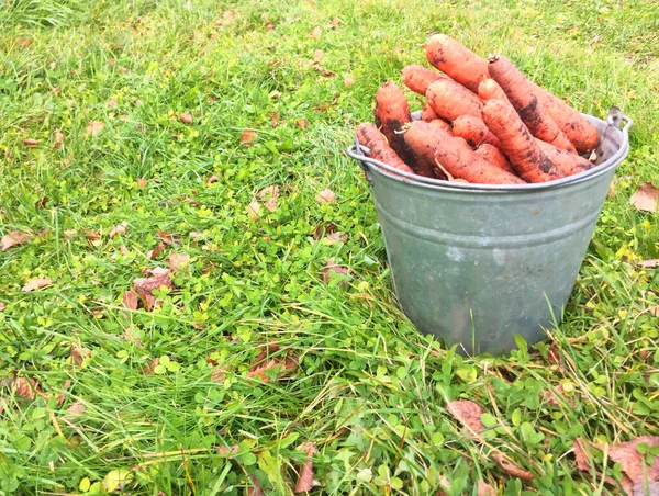 Ogromny stos bardzo dużych świeżych i słodkich marchewek na białym drewnianym stole na zielonej trawie. piękny świeży rynek marchew organiczna w duży stos zbliżenie pełna ramka zdrowa żywność i zdrowe — Zdjęcie stockowe