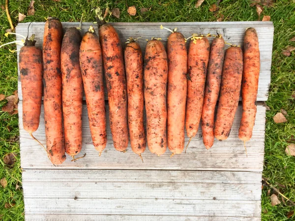 Ein riesiger Haufen sehr großer frischer und süßer Möhren auf einem weißen Holztisch im grünen Gras. schöne frische Markt Bio-Karotten in einem großen Haufen Nahaufnahme Vollformat gesunde Lebensmittel und gesunde Stockbild