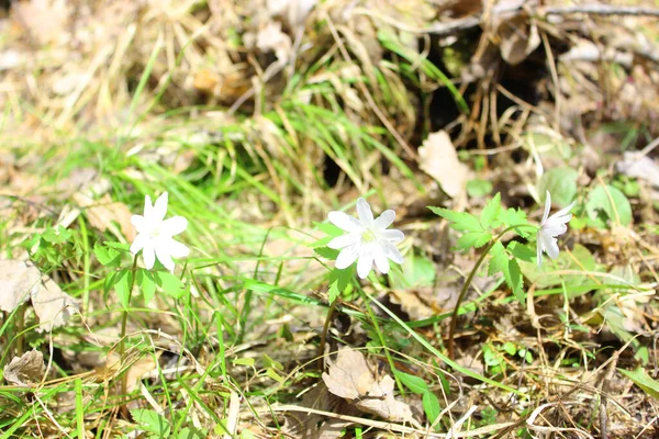 Gyönyörű rózsaszín crocus virágok az erdőben kora tavasszal. Az első virágok a tavasz szimbólumai Virágzó fa anemones tavasszal a természet hátterében Első tavaszi virágok, tisztítsa meg a — Stock Fotó